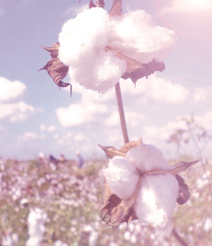 Egyptian Cotton. © Cotton Egypt Association 